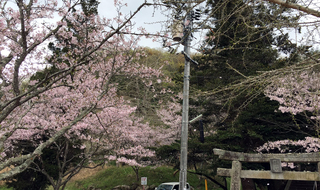 桜